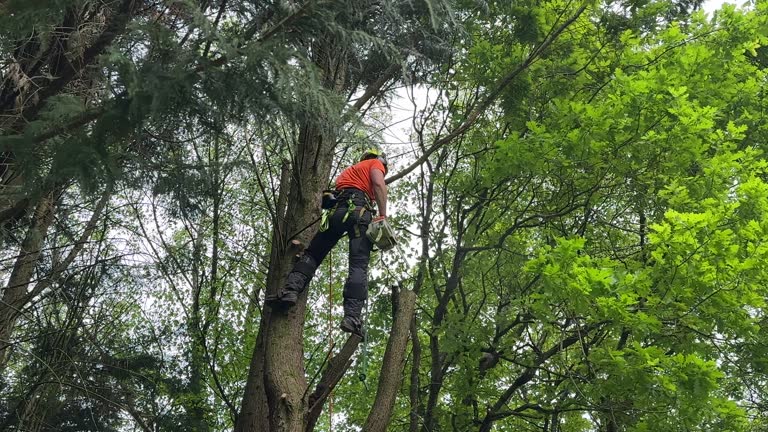 Best Tree Trimming and Pruning  in Glenside, PA